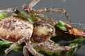 Philodromus_aureolus_D7499_Z_90_NP De Hoge Veluwe_Nederland